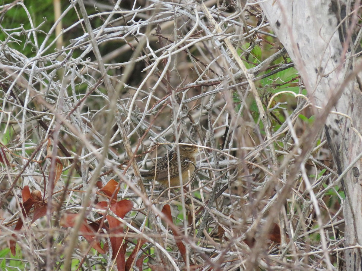 Sedge Wren - ML618122062