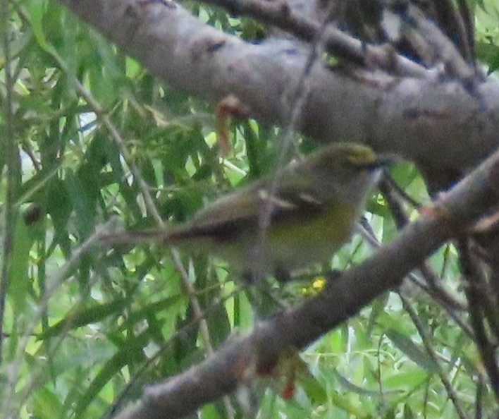 Vireo Ojiblanco - ML618122068