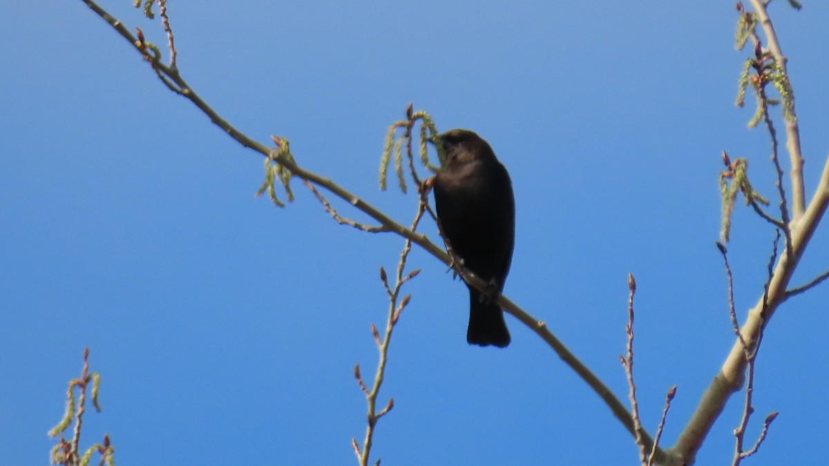 Brown-headed Cowbird - Rick/linda olson