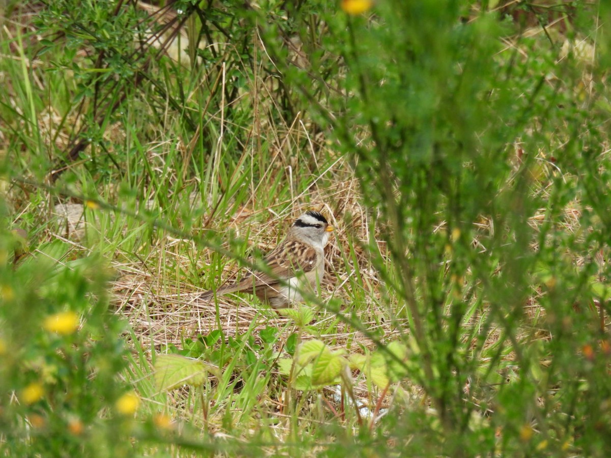 White-crowned x White-throated Sparrow (hybrid) - ML618122104