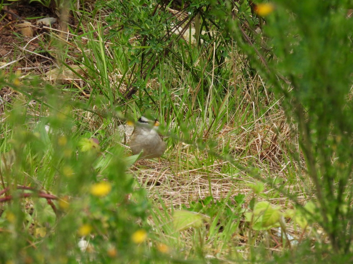 White-crowned x White-throated Sparrow (hybrid) - ML618122105