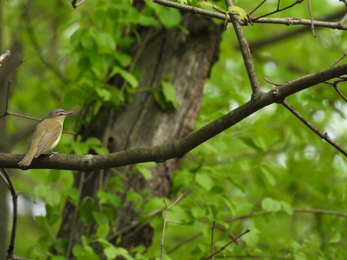 Red-eyed Vireo - E White