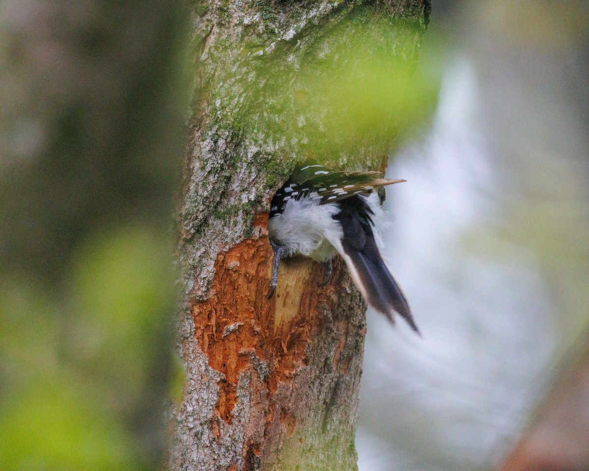 Hairy Woodpecker - Russell Lamb