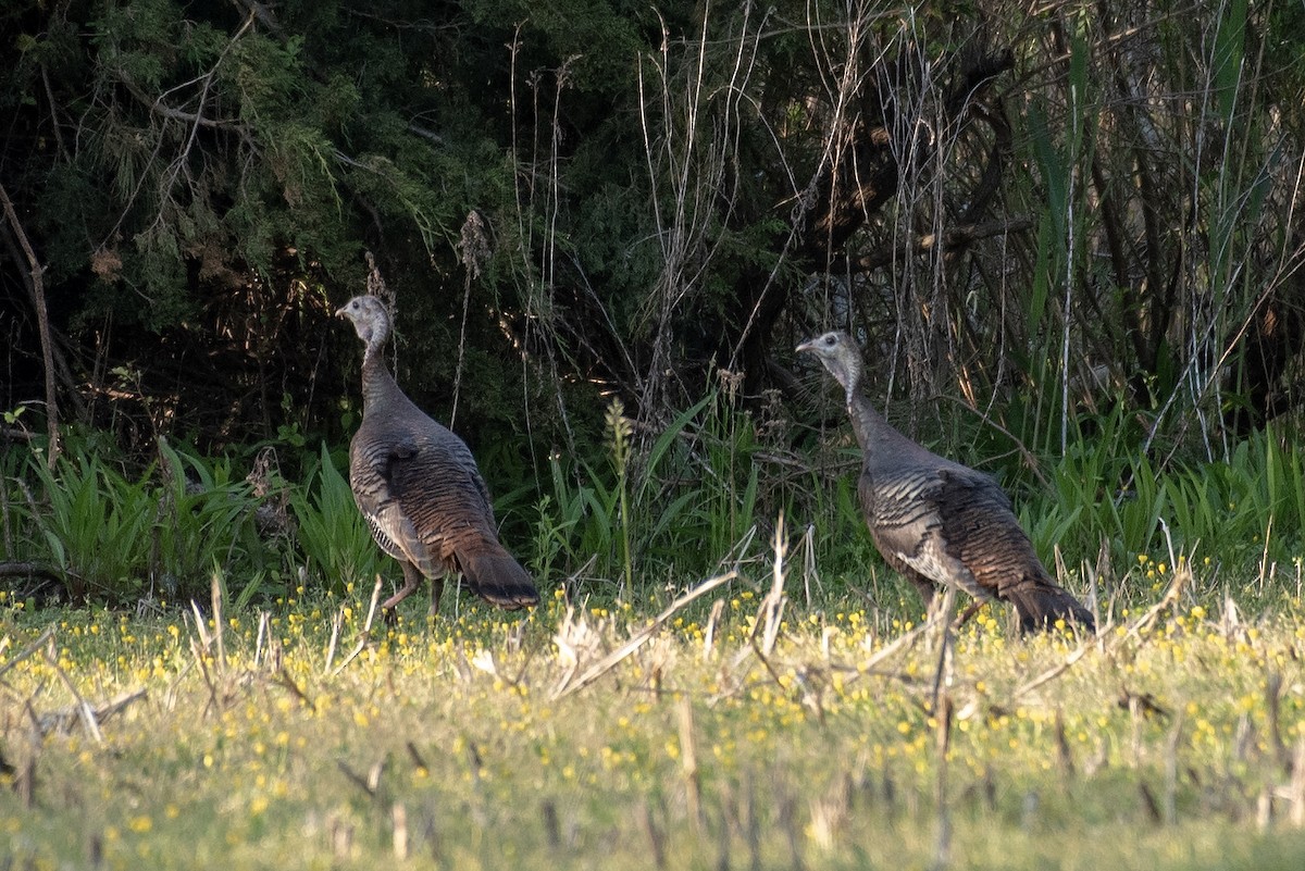 Wild Turkey - Donna Wadsley