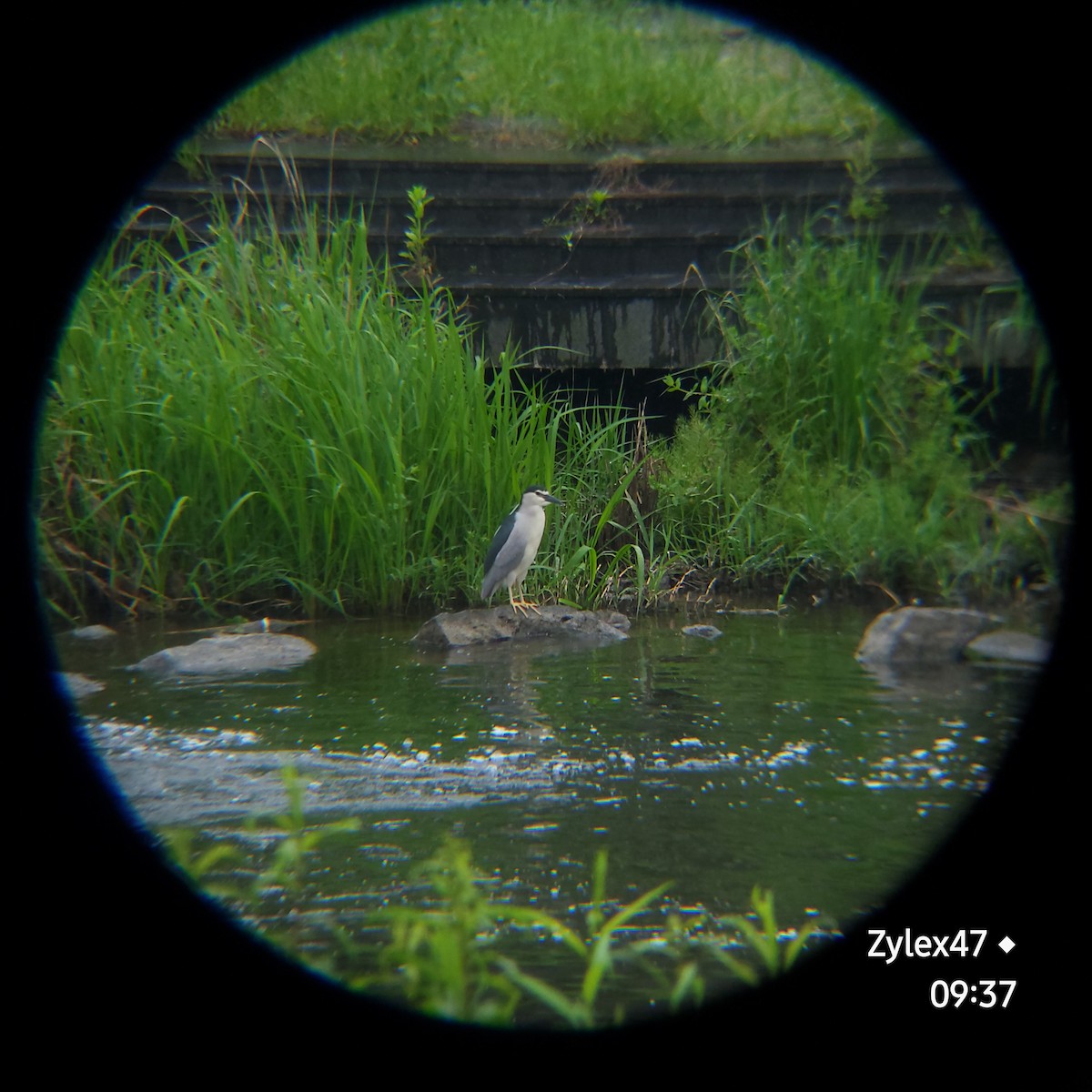 Black-crowned Night Heron (Eurasian) - Dusky Thrush