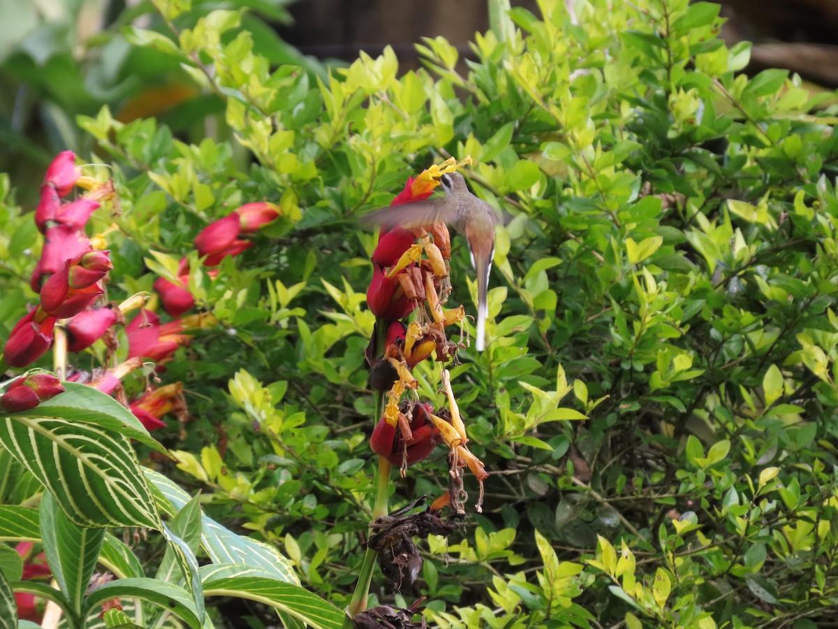 Sooty-capped Hermit - Cristian Cufiño