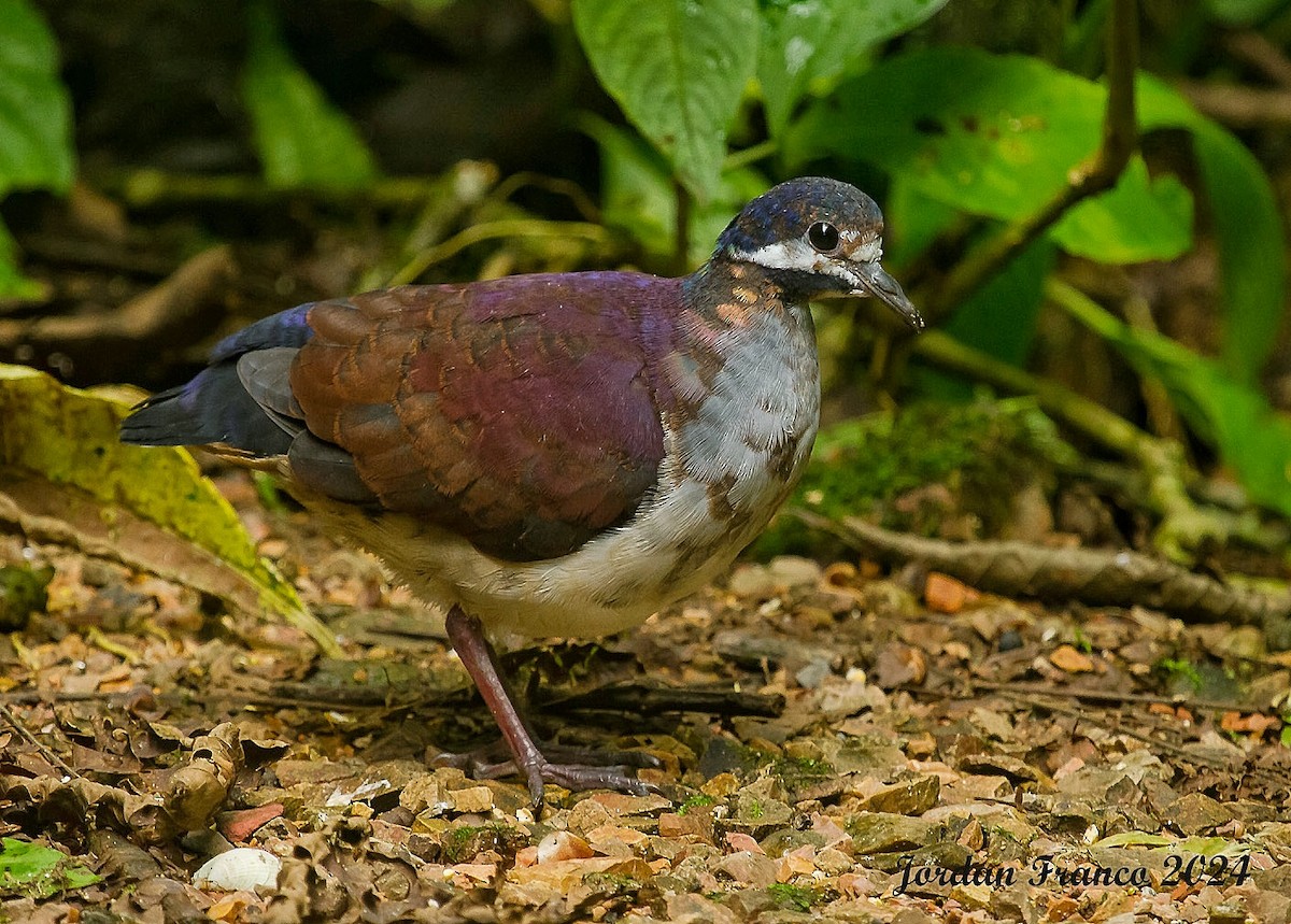 Purple Quail-Dove - ML618122212