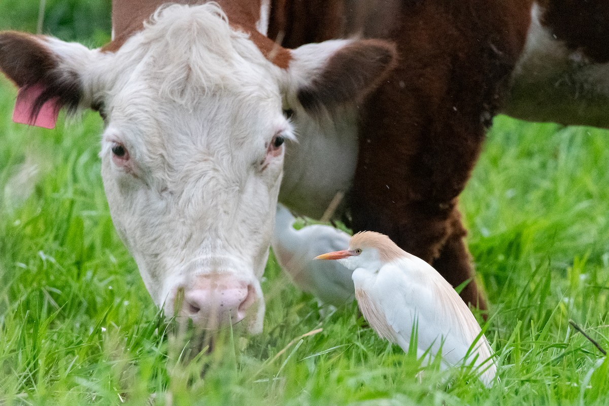 Western Cattle-Egret - ML618122225