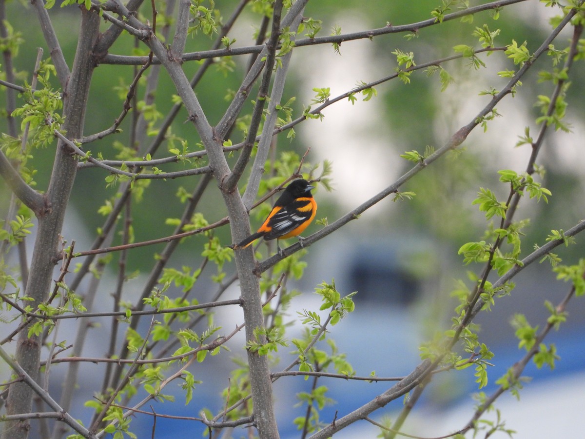 Baltimore Oriole - ML618122235