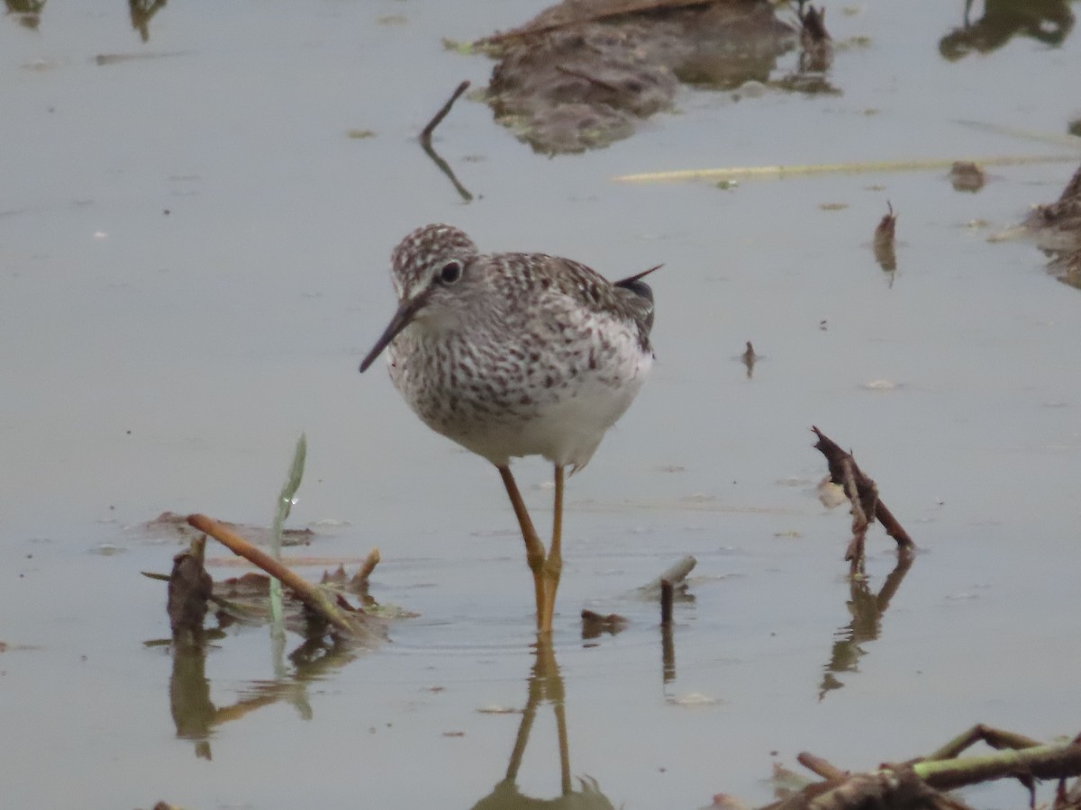 Lesser Yellowlegs - ML618122248