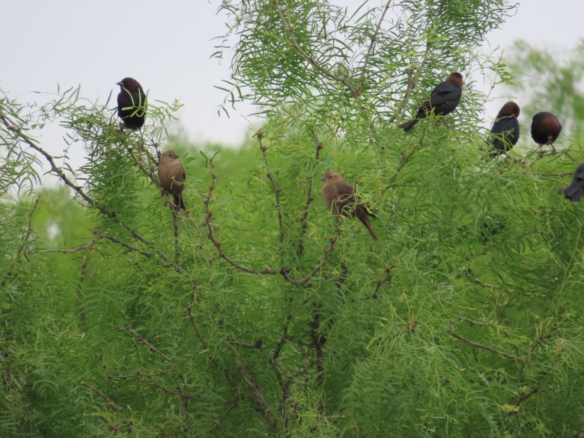 Brown-headed Cowbird - ML618122252