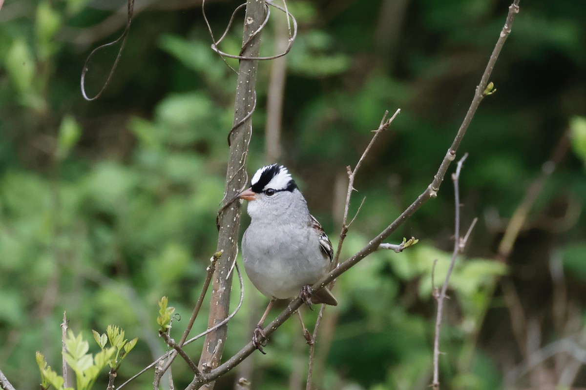 White-crowned Sparrow - Toby Carlstrom