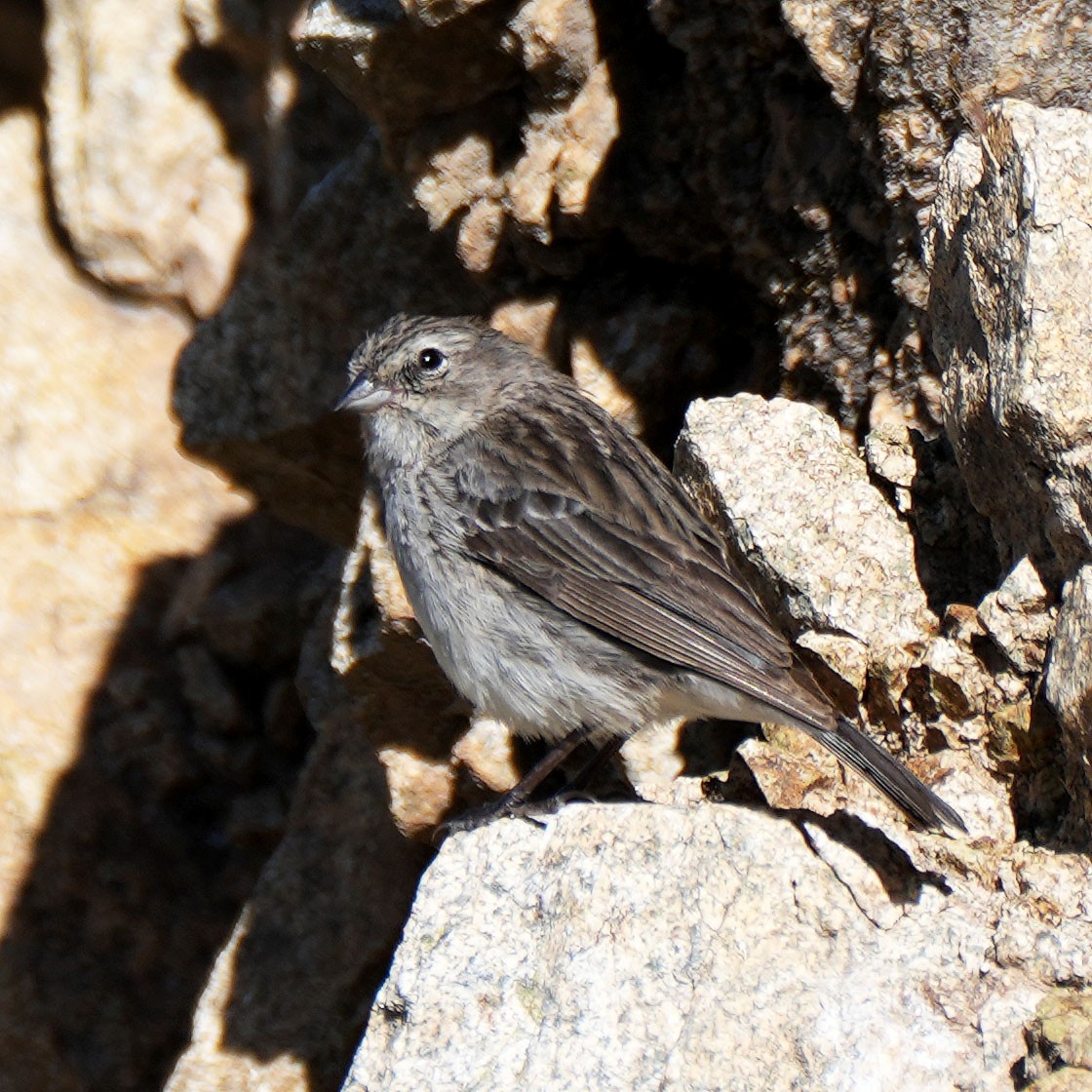 Ash-breasted Sierra Finch - ML618122281