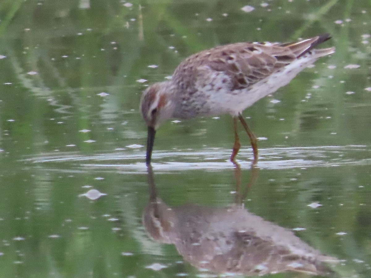 Stilt Sandpiper - katiuska Sicilia