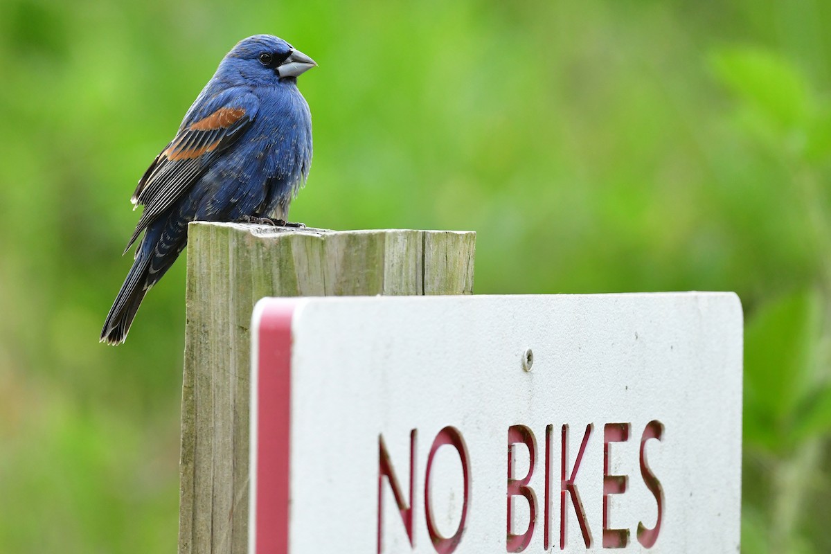 Blue Grosbeak - Etienne Pracht