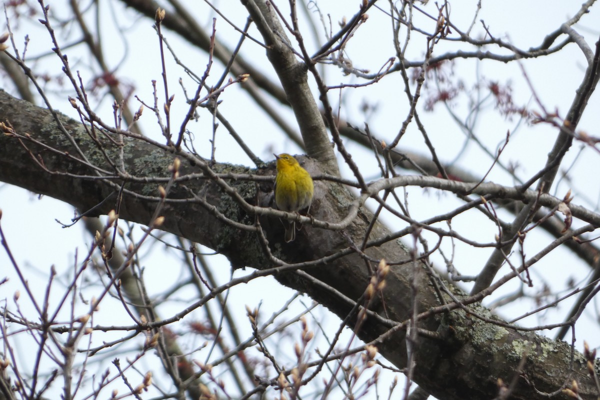 Pine Warbler - Joseph Mahoney