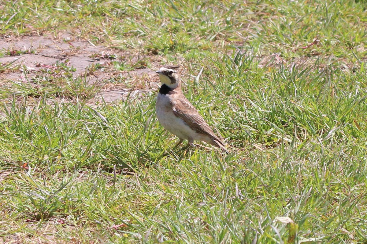 Horned Lark - Charlie Wells