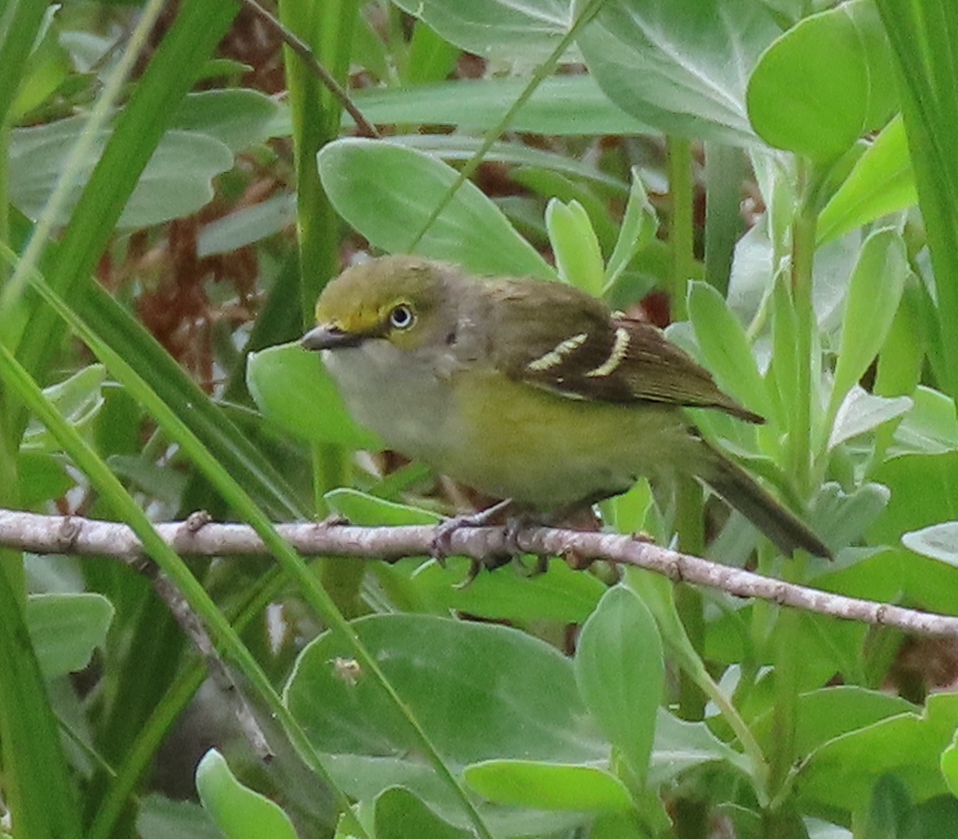 White-eyed Vireo - ML618122381