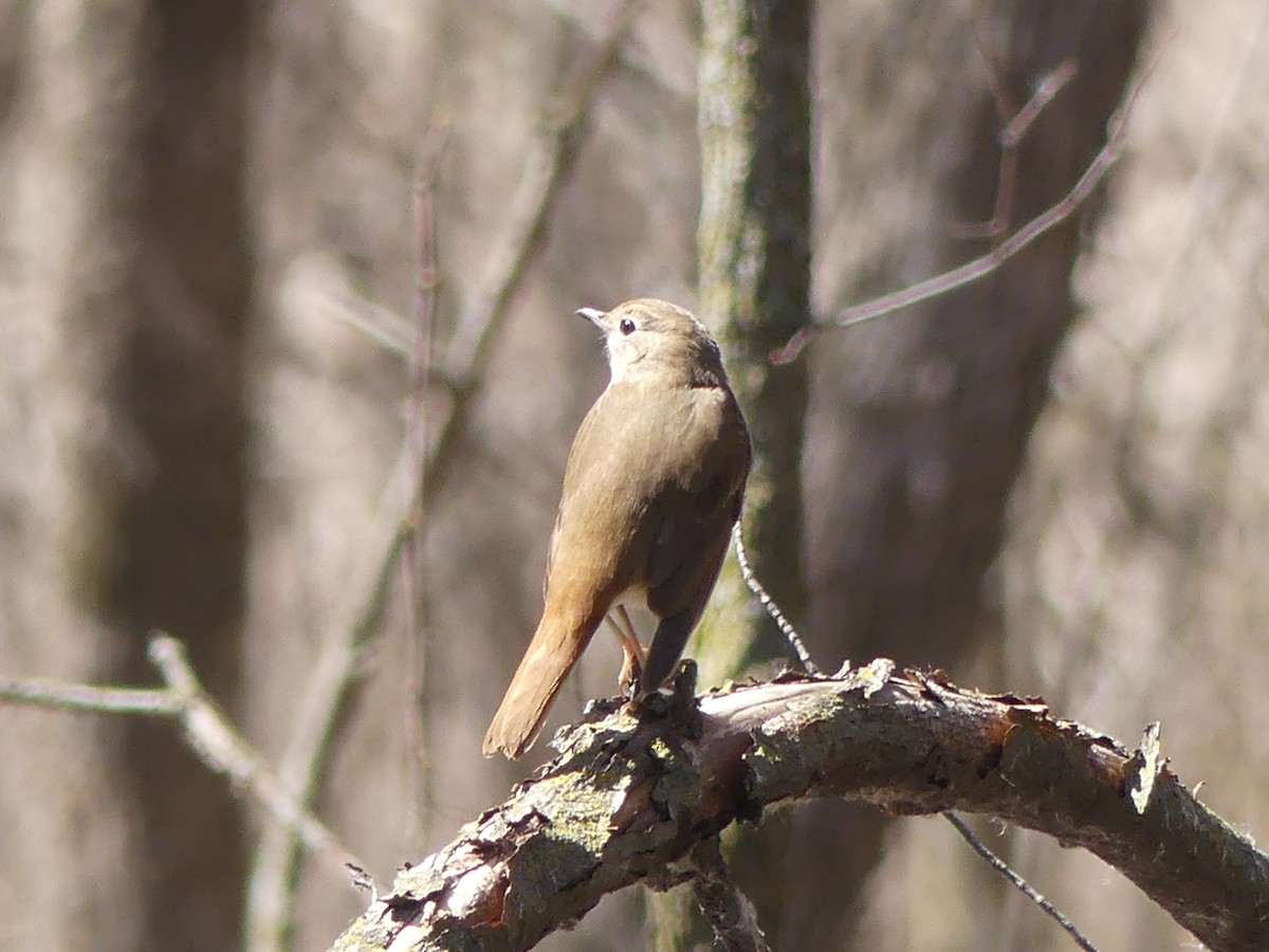 Hermit Thrush - Jonny Logas