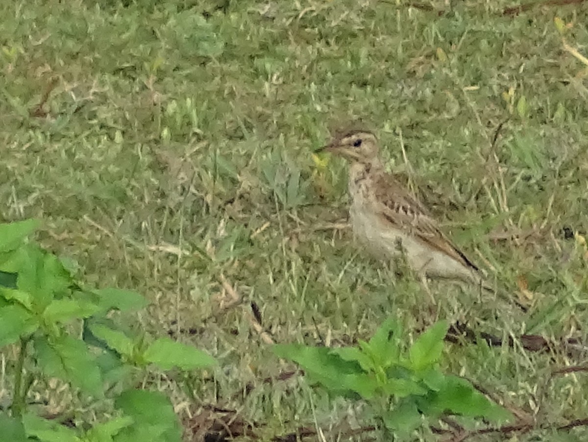 Paddyfield Pipit - Sri Srikumar