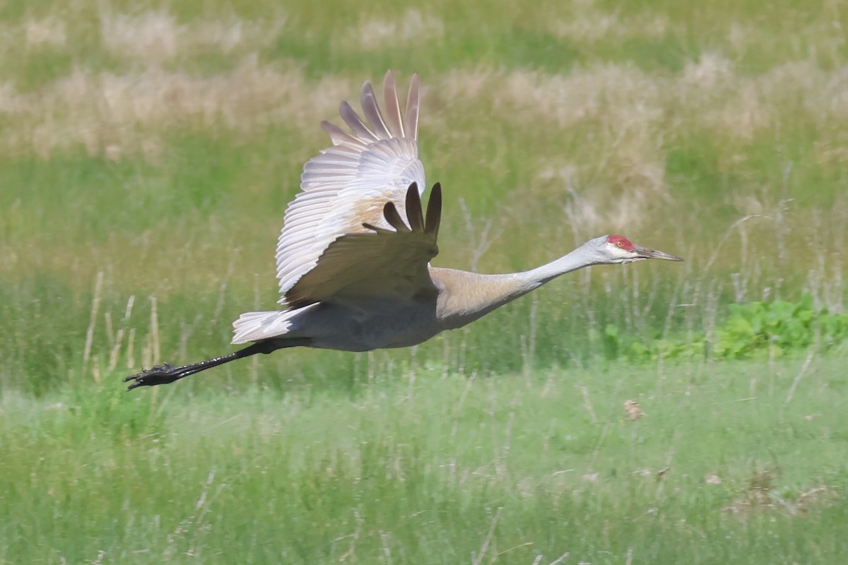 Sandhill Crane - Gretchen Framel