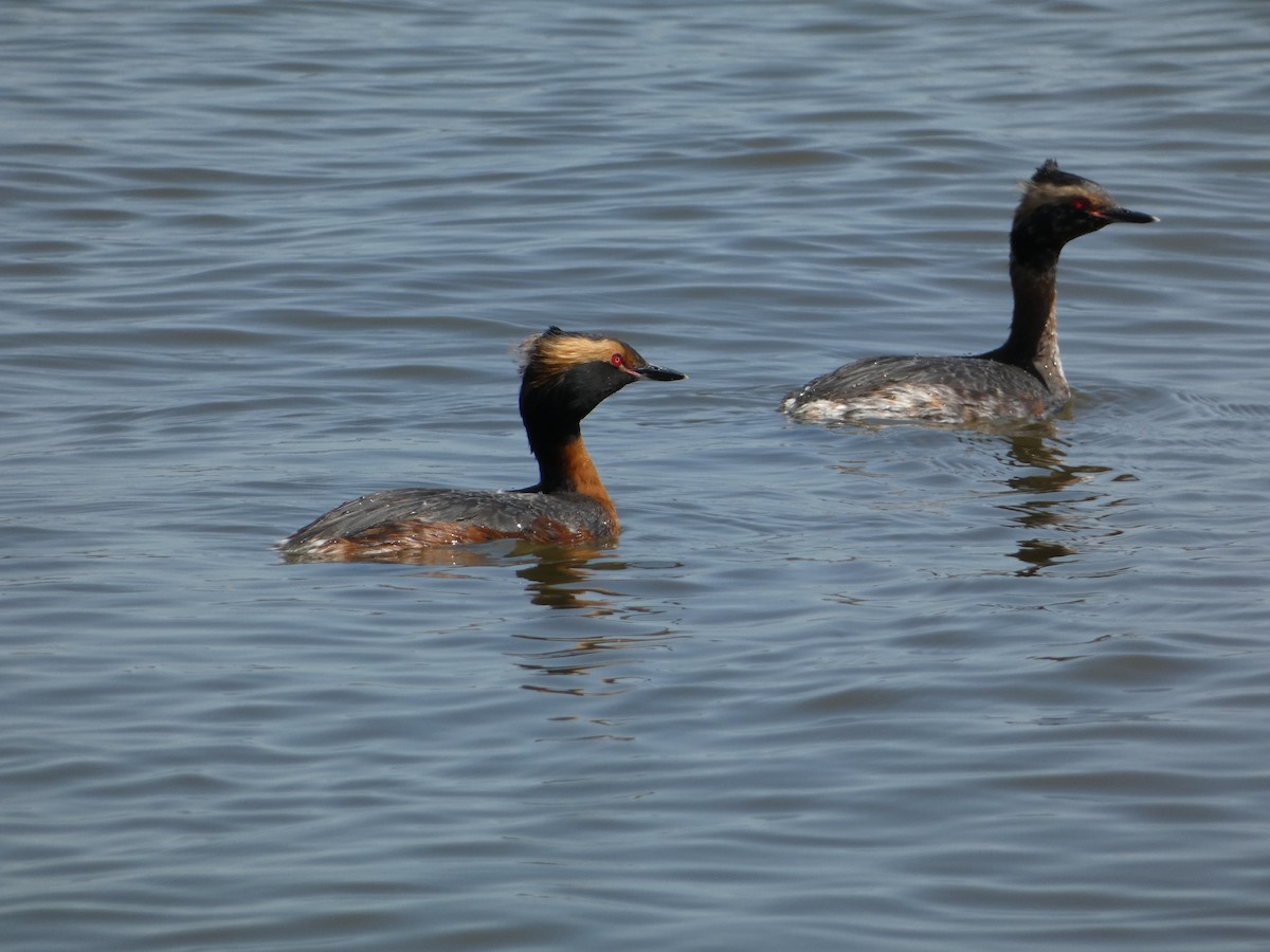 Horned Grebe - PJ M