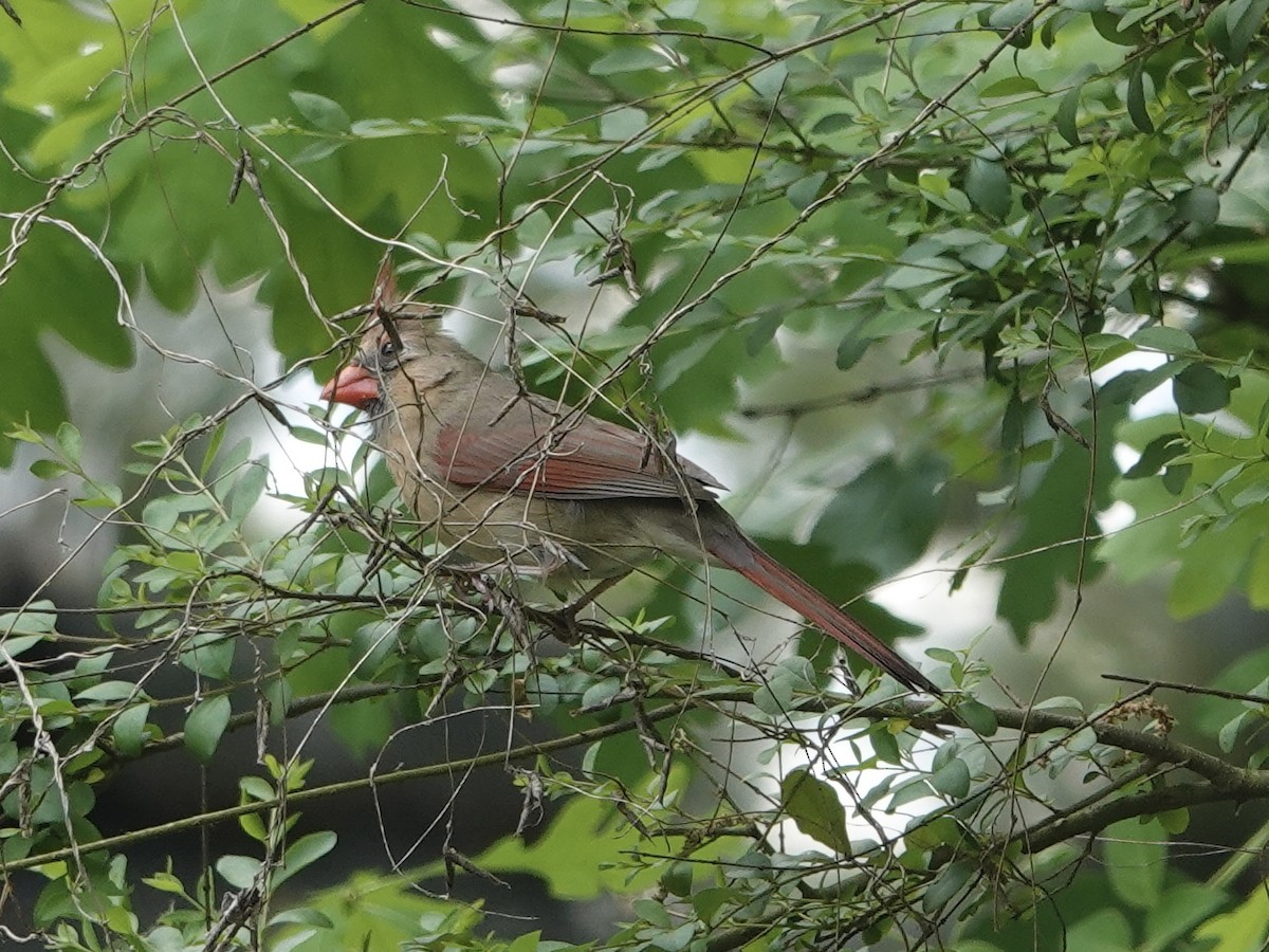 Northern Cardinal - ML618122481