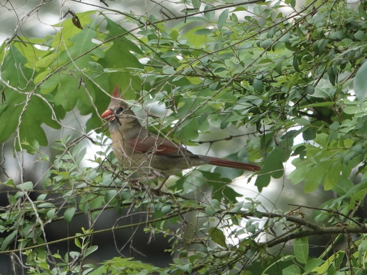 Northern Cardinal - ML618122482