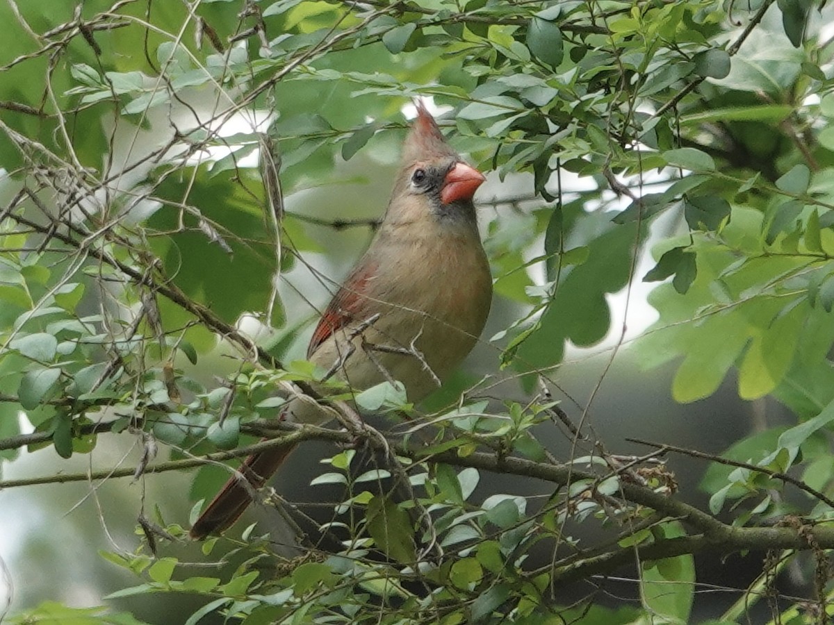 Northern Cardinal - ML618122483