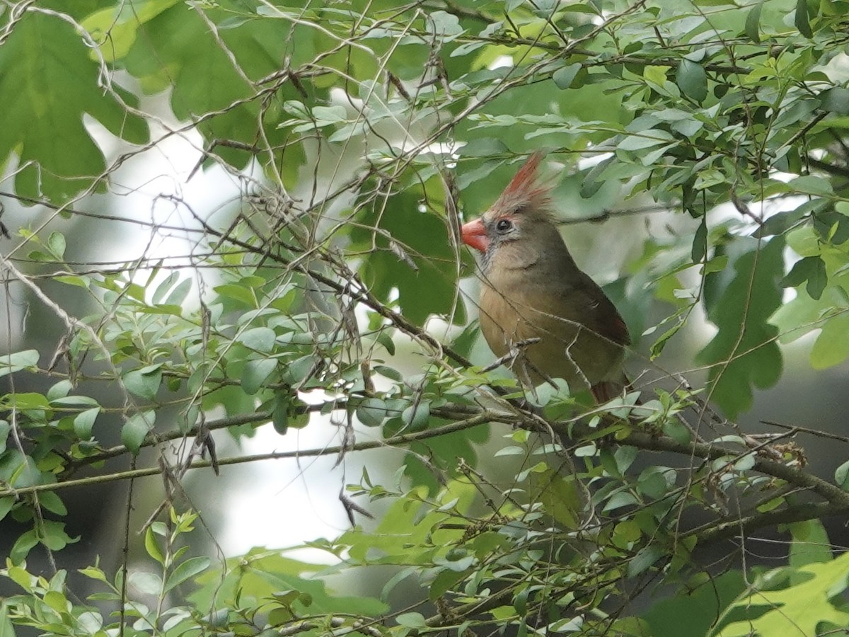 Northern Cardinal - ML618122484