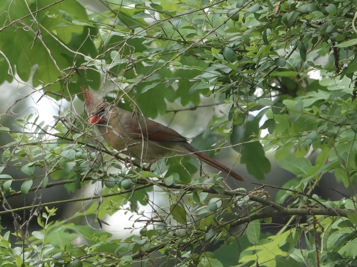 Northern Cardinal - ML618122485
