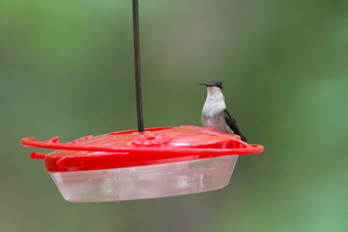 Ruby-throated Hummingbird - ML618122486