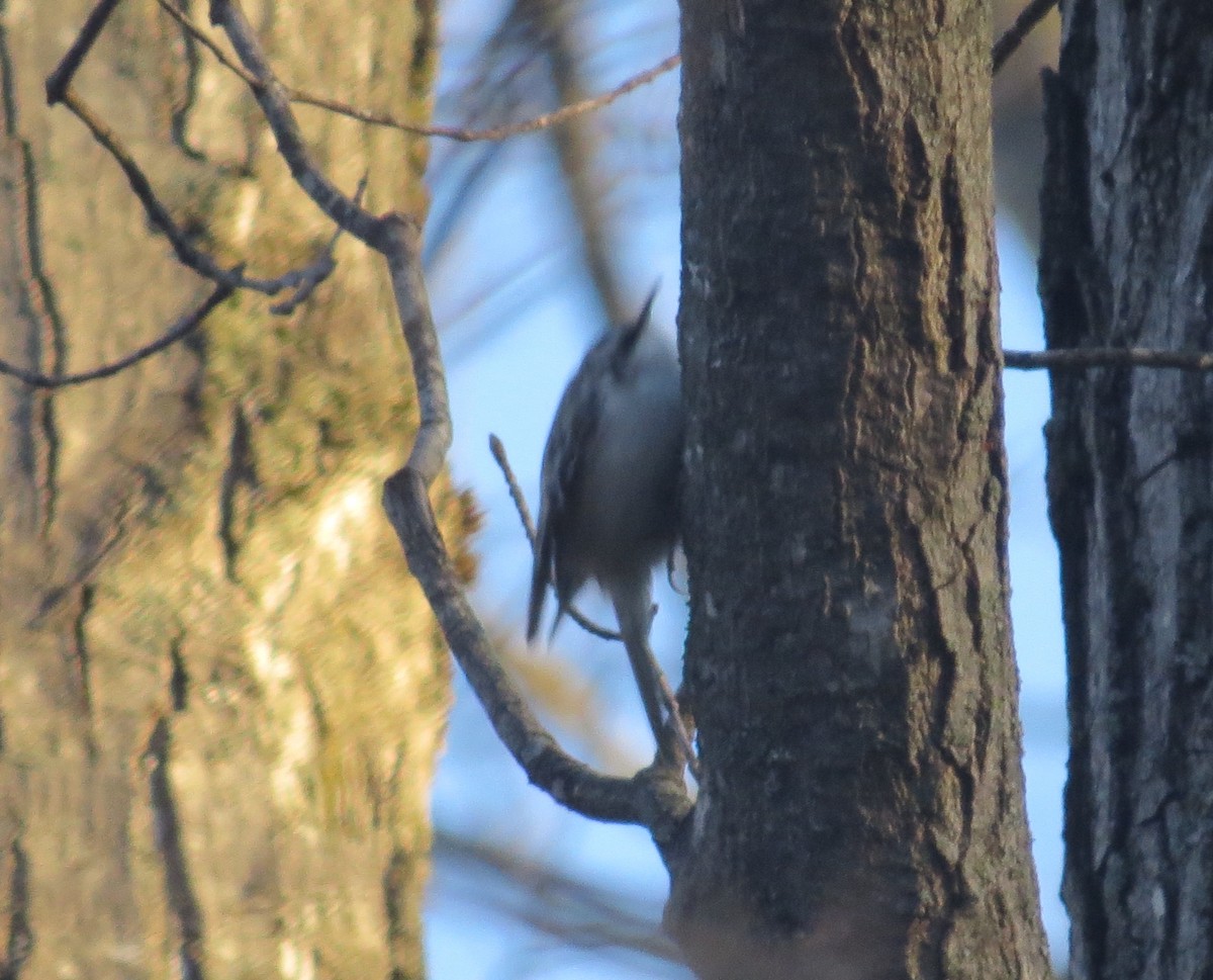 Brown Creeper - Ethan Maynard