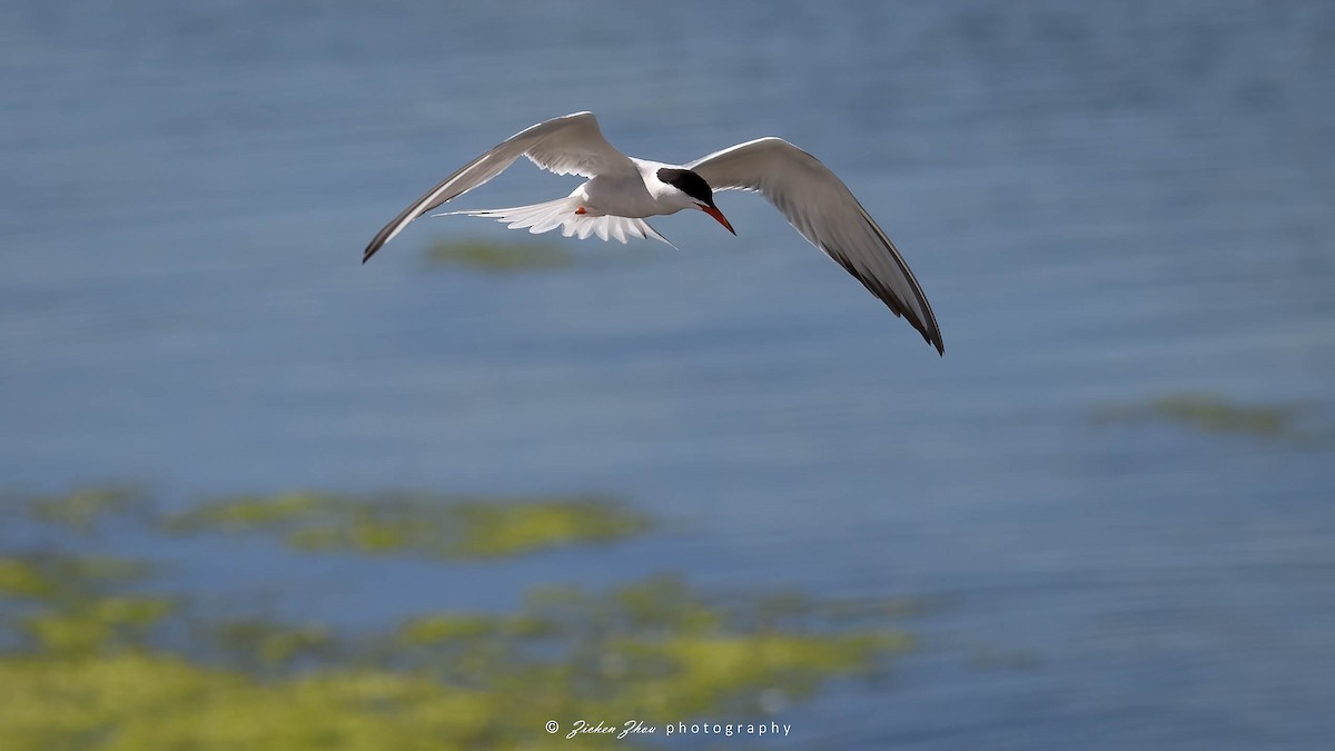 Common Tern - Zichen  Zhou