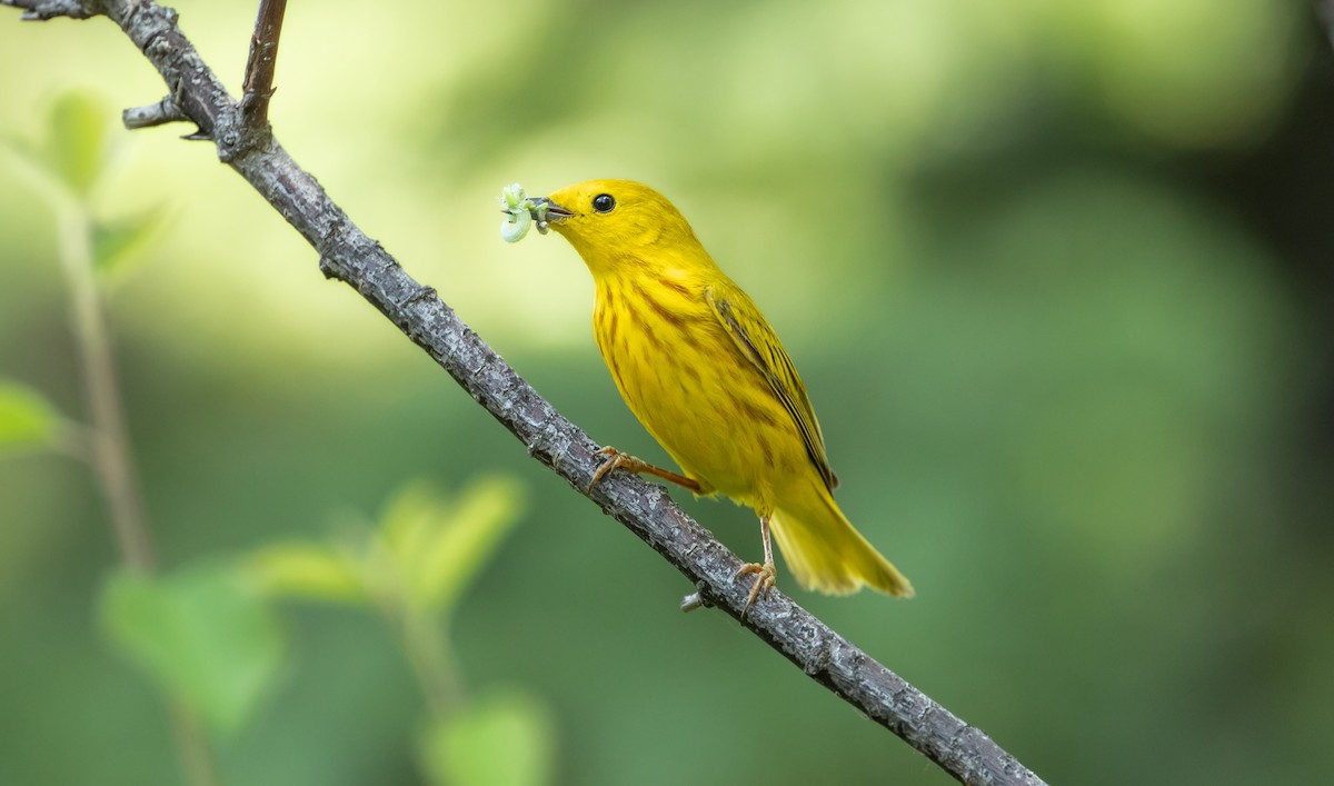 Yellow Warbler - Michelle Schreder