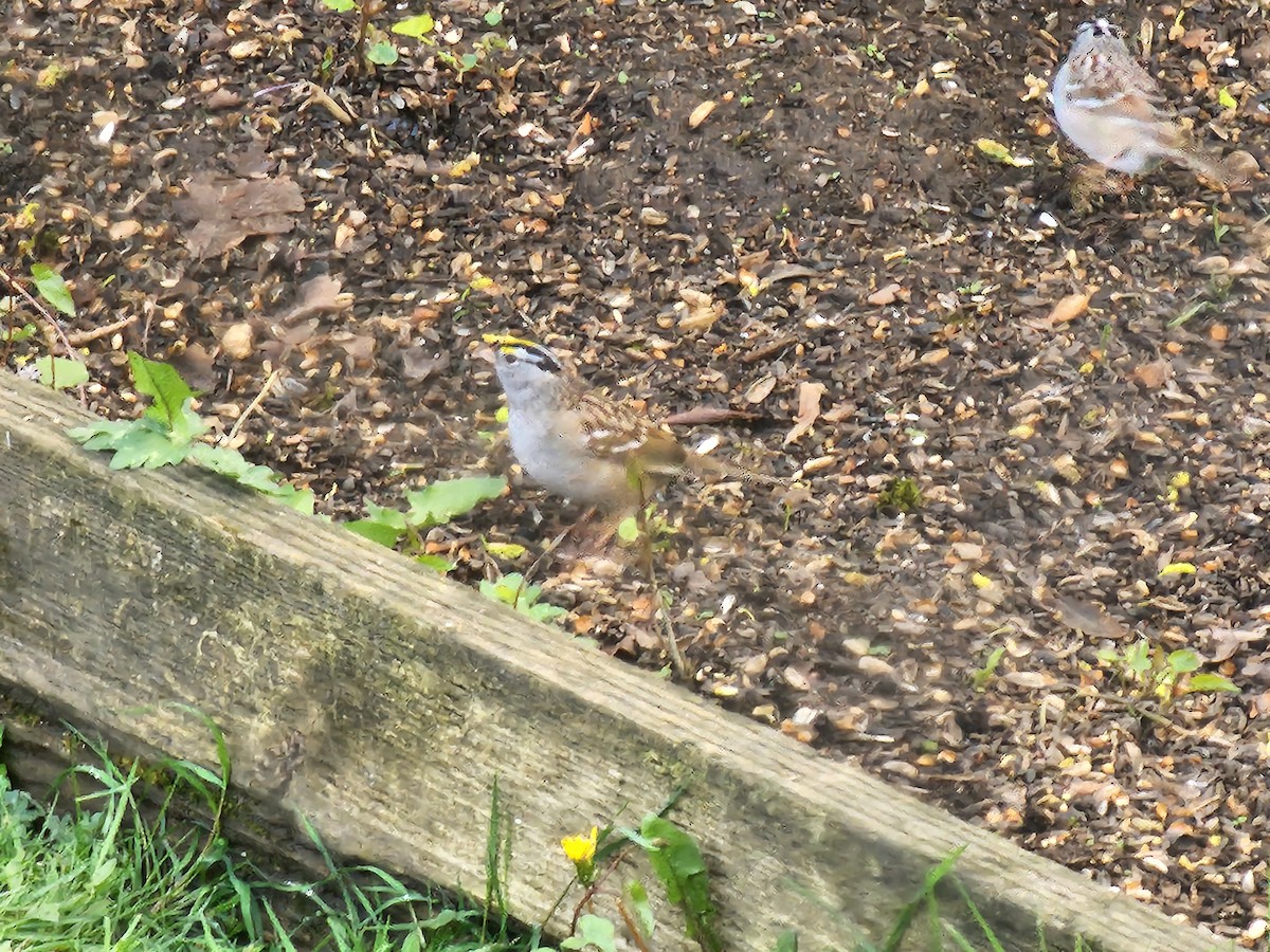 White-crowned x Golden-crowned Sparrow (hybrid) - ML618122514