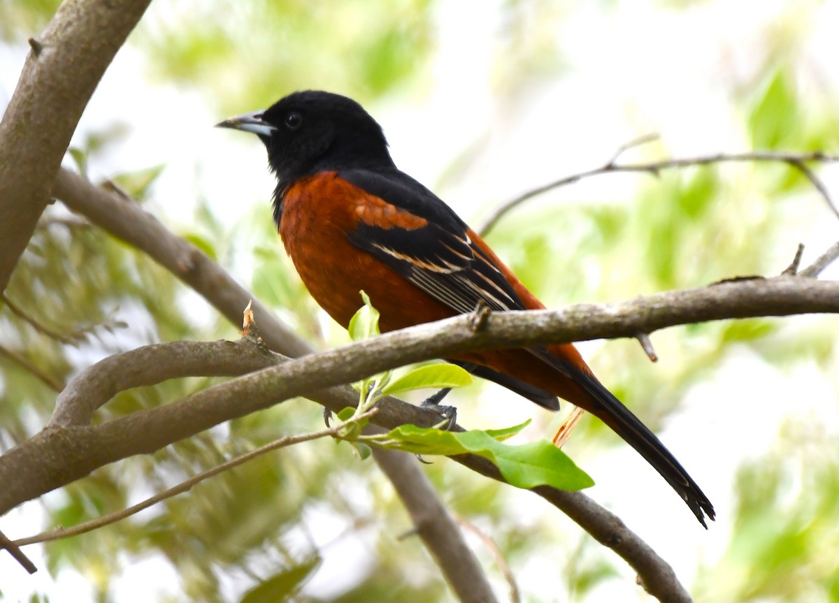 Orchard Oriole - Sandi Diehl