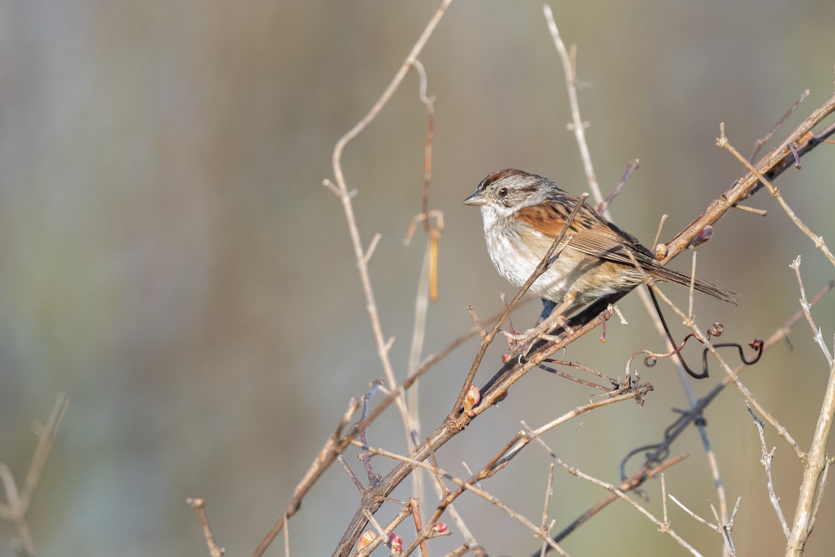 Swamp Sparrow - Suzy Deese