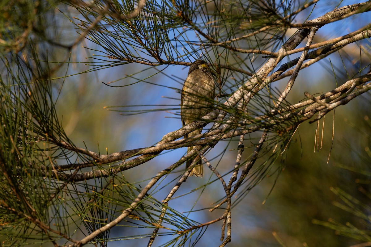 Mangrove Honeyeater - Nathan Bartlett