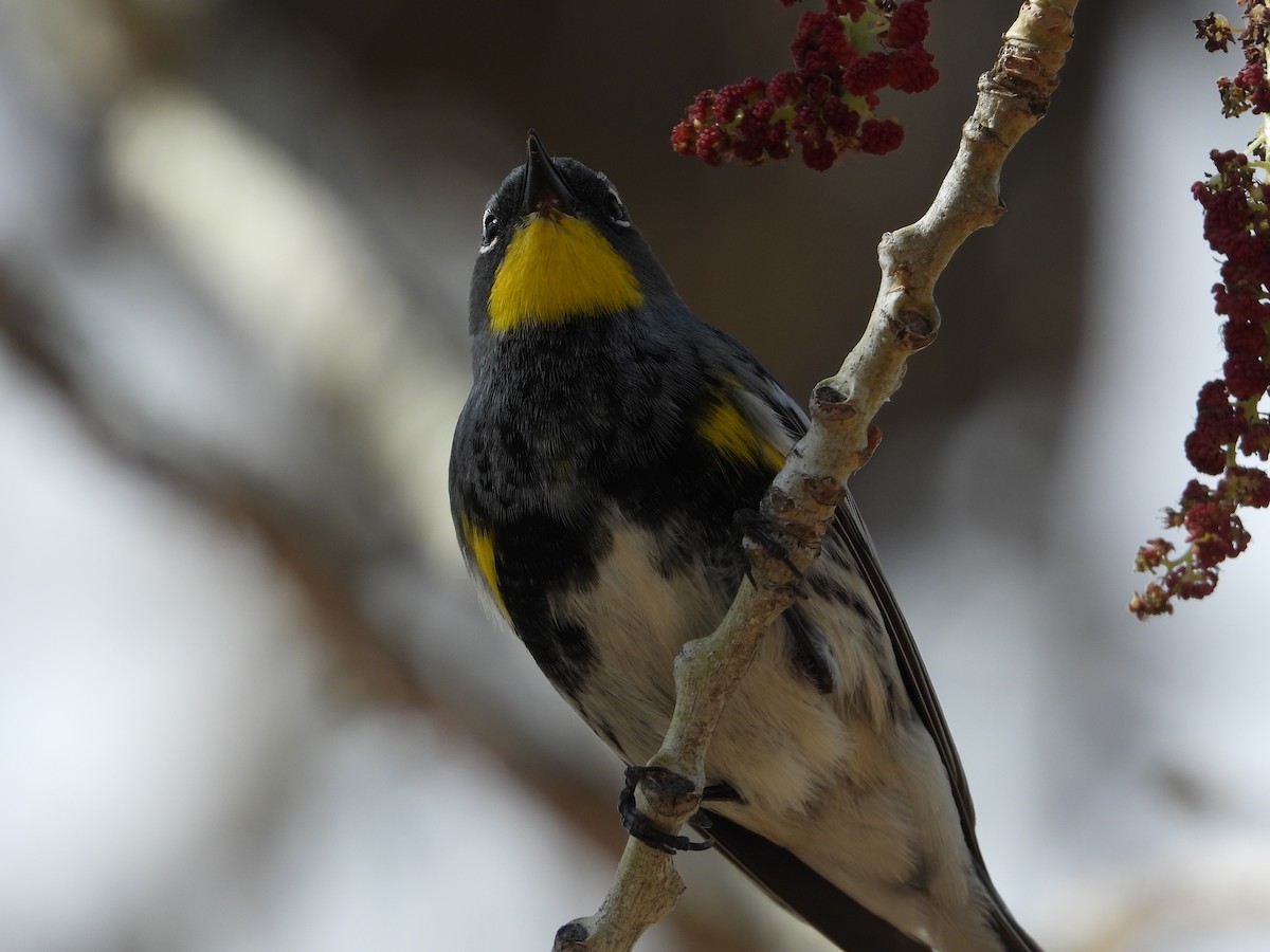 Yellow-rumped Warbler - ML618122552