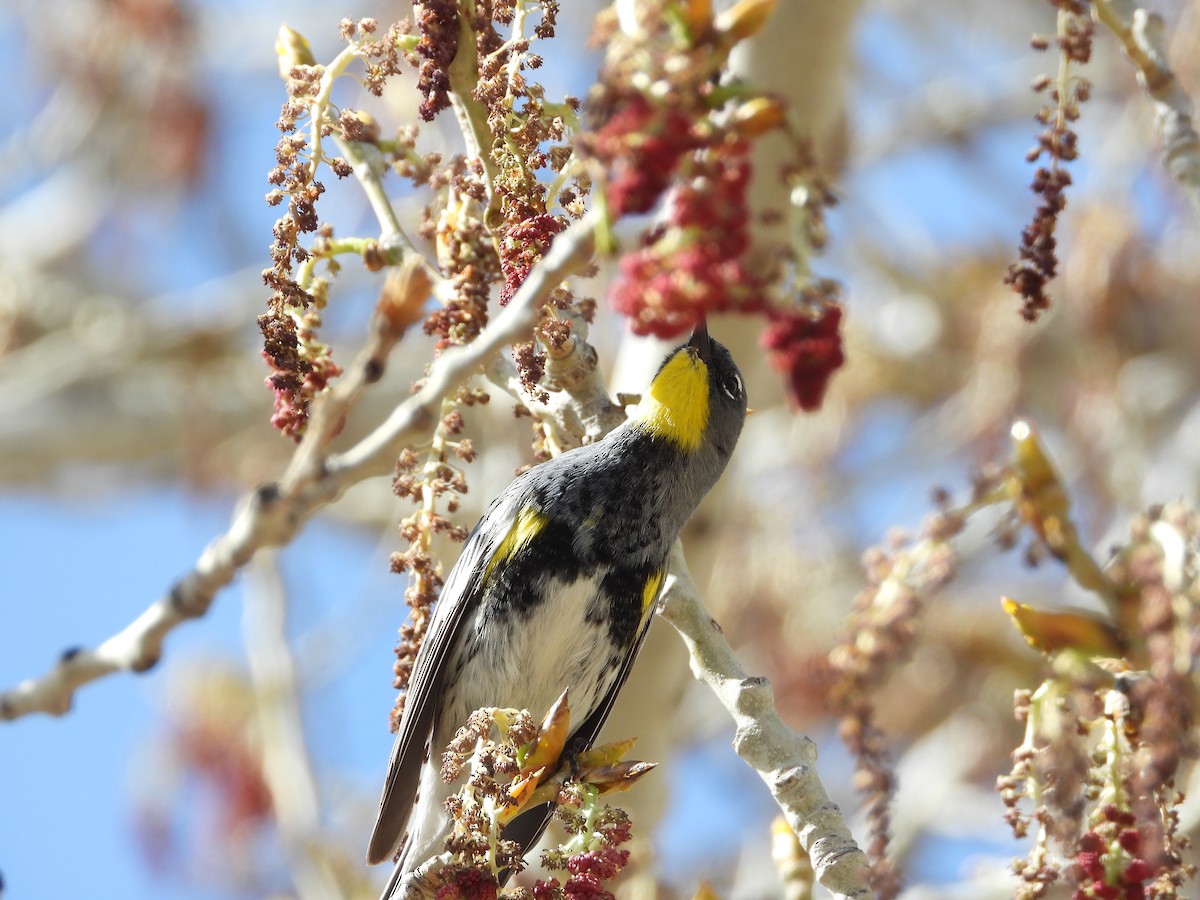 Yellow-rumped Warbler - ML618122553
