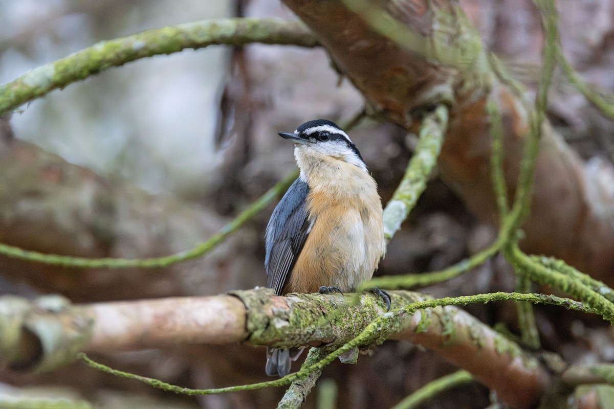 Red-breasted Nuthatch - Rob  Sielaff