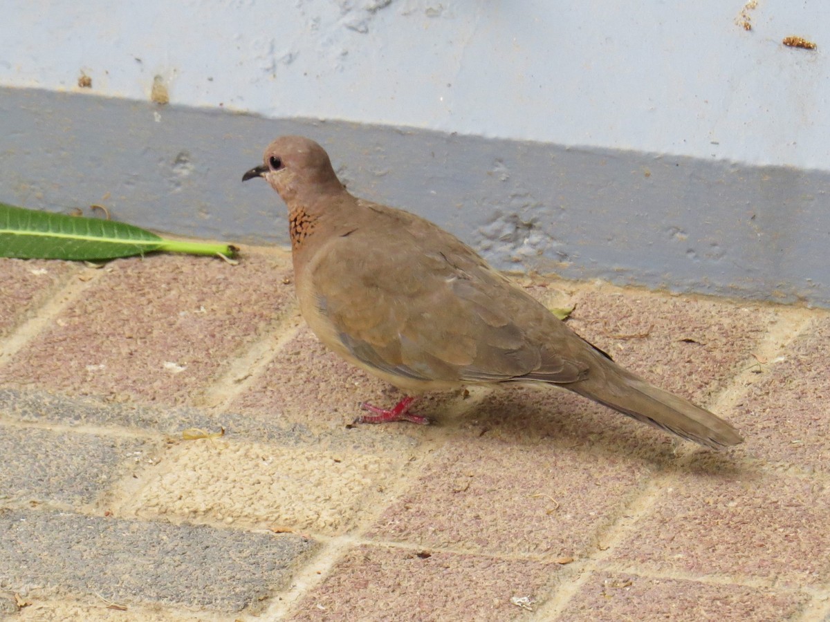 Laughing Dove - Chris Bowden