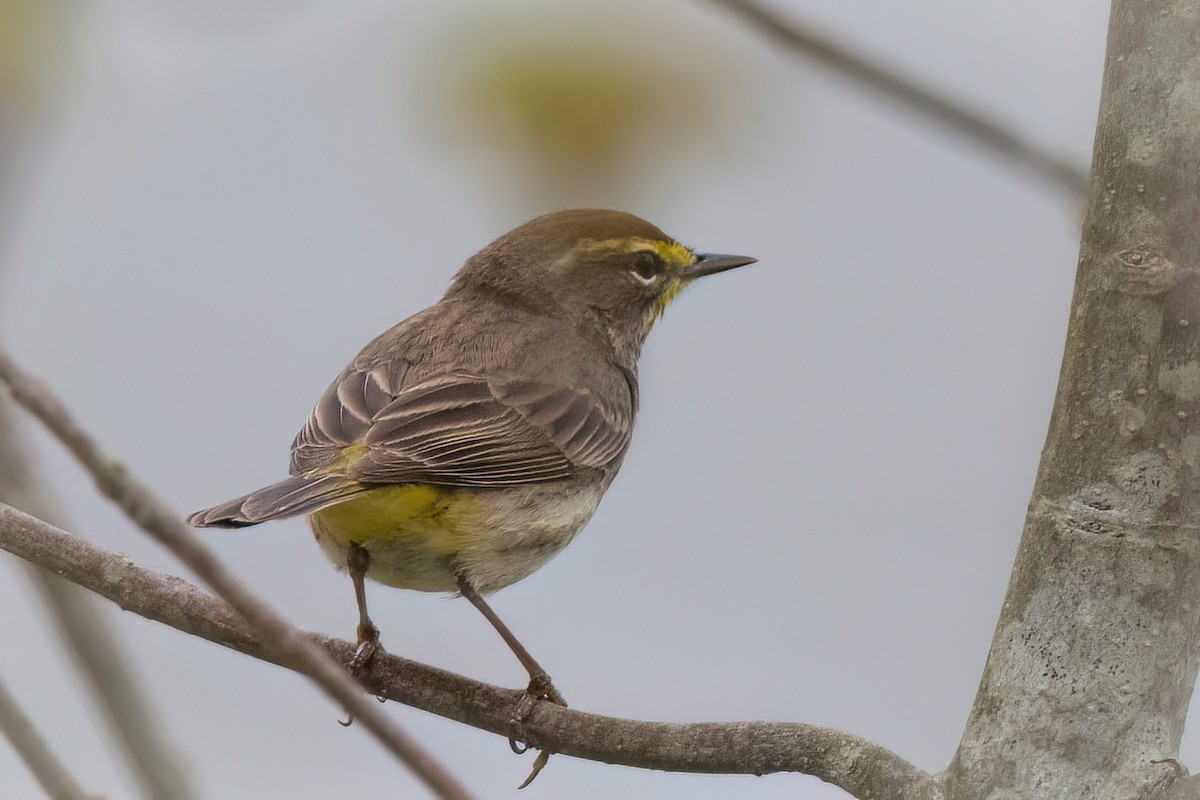 Palm Warbler - Arthur Quinlan