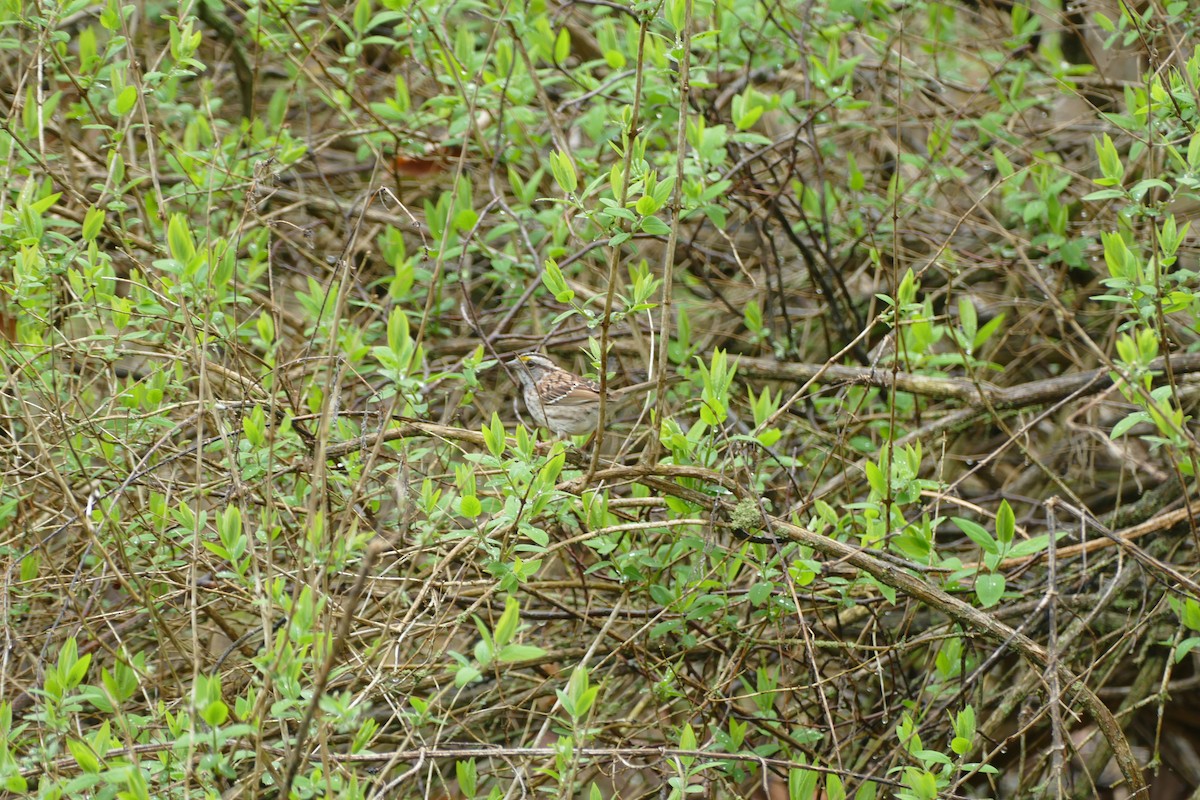 White-throated Sparrow - ML618122630