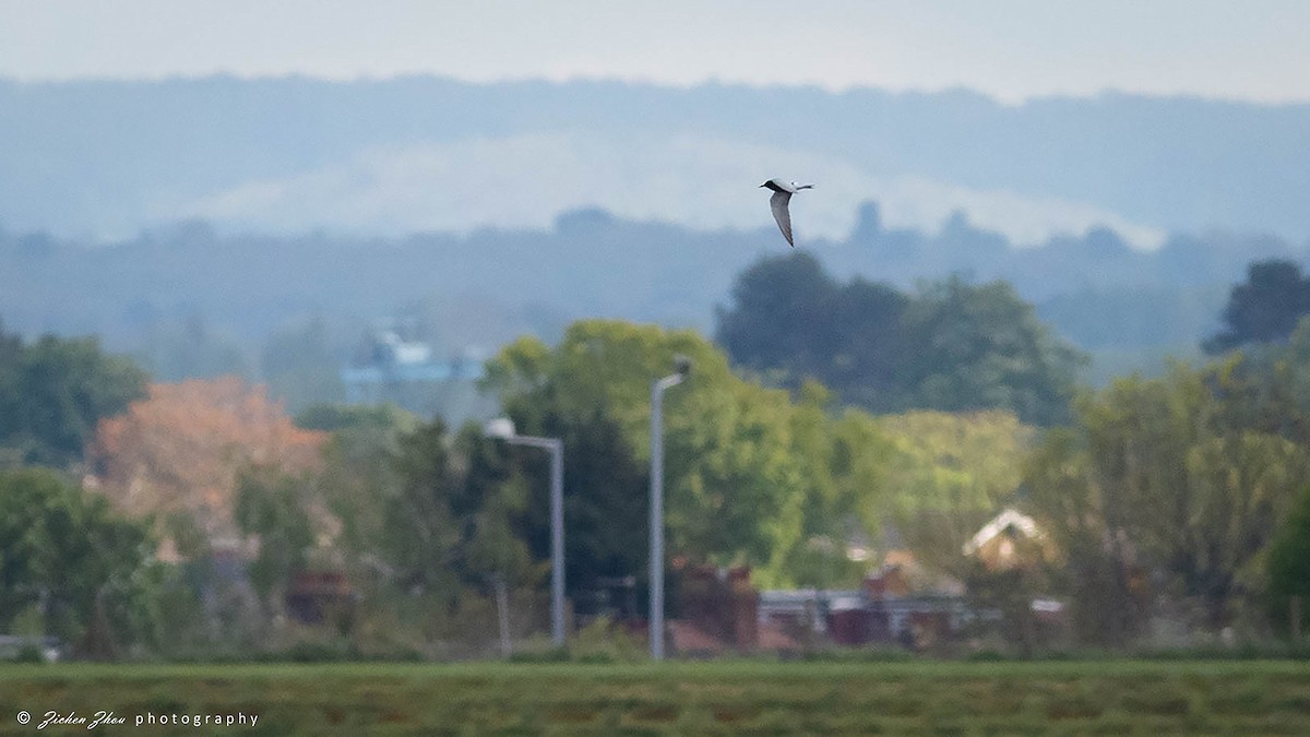 Black Tern - Zichen  Zhou