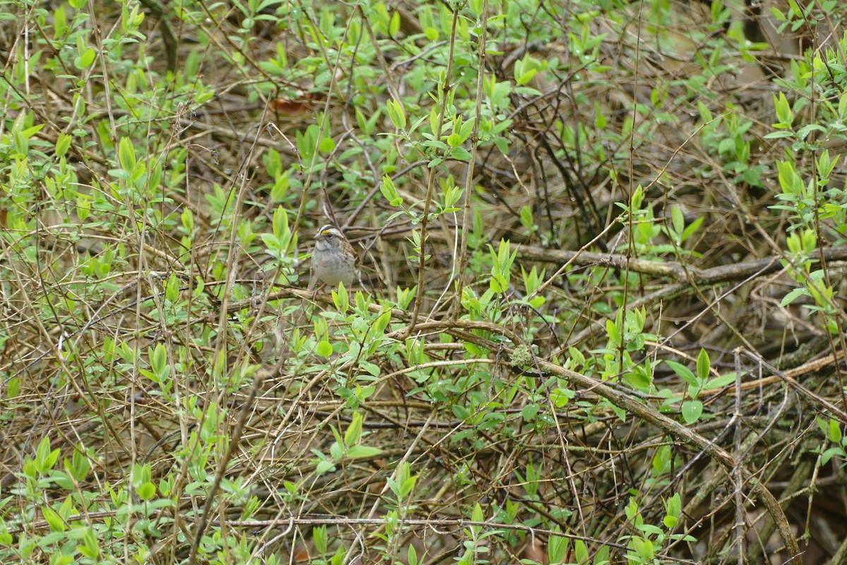 White-throated Sparrow - ML618122634
