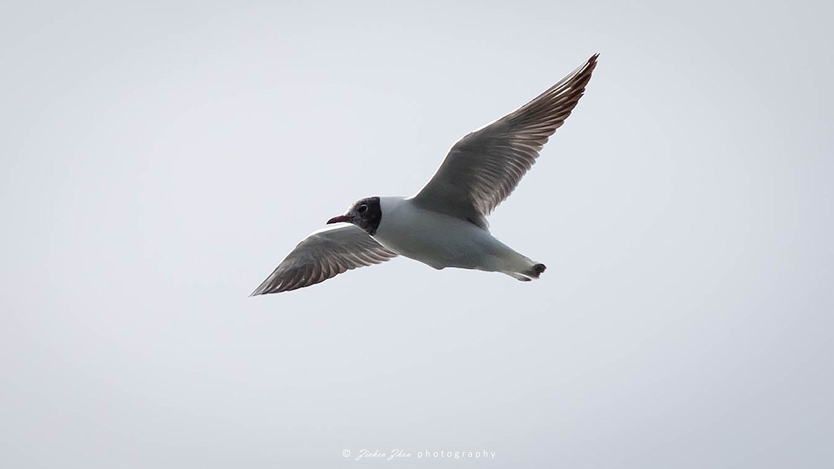 Black-headed Gull - Zichen  Zhou