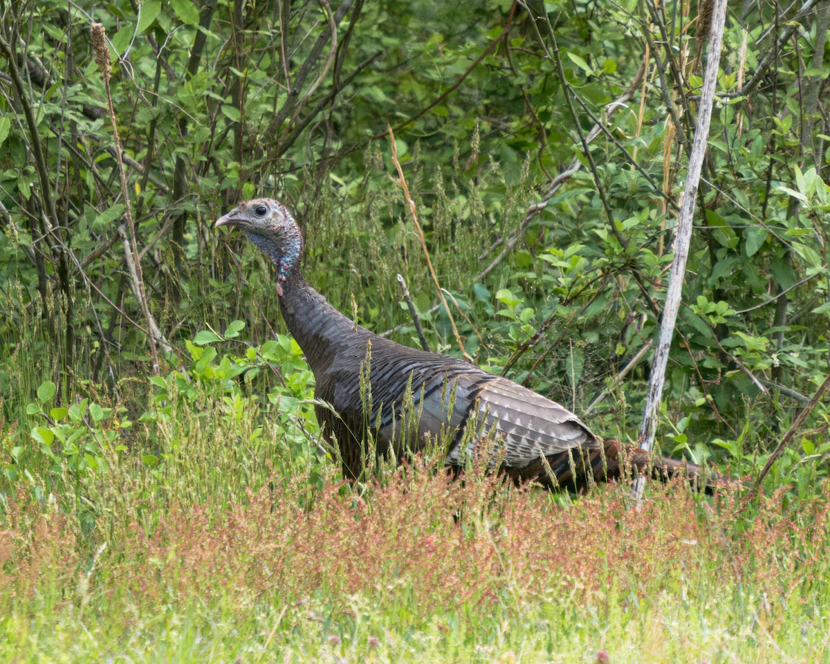 Wild Turkey - C. Johnson