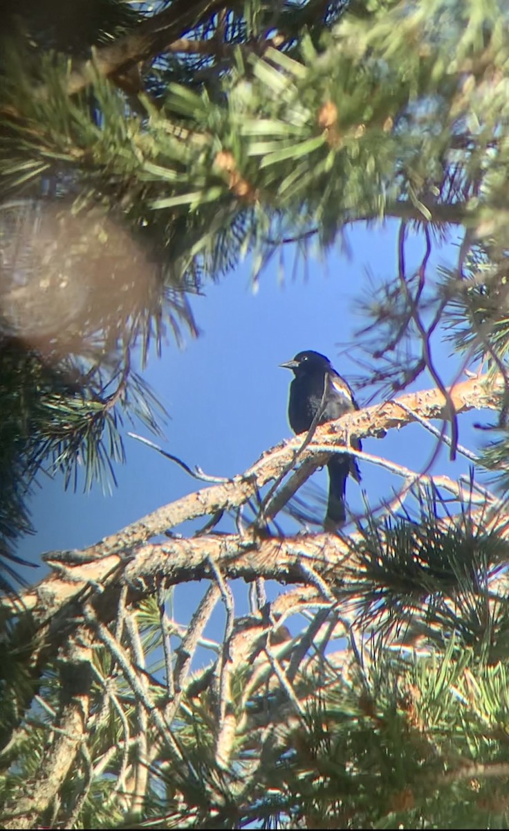 サンショクハゴロモガラス - ML618122647